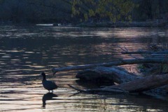 _IMG3715 _IMG3715
