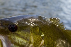 _IMG3730 _IMG3730