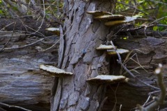 _IMG3731 _IMG3731