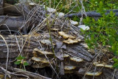 _IMG3732 _IMG3732
