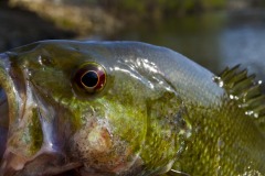 _IMG3733 _IMG3733