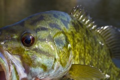 _IMG3735 _IMG3735
