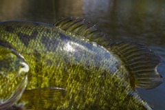 _IMG3736 _IMG3736