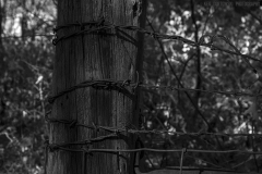 IMG6363_BW IMG6363_BW