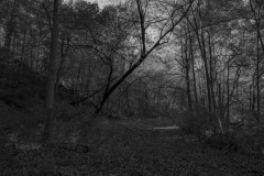 IMG6382_BW_lores IMG6382_BW_lores