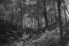 IMG6391_BW_lores IMG6391_BW_lores