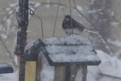 _IMG2482 _IMG2482