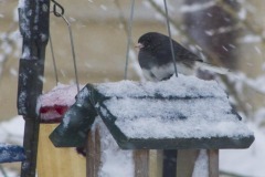 _IMG2485 _IMG2485