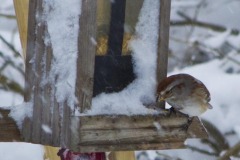 _IMG2500 _IMG2500
