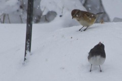 _IMG2502 _IMG2502