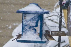 _IMG2503 _IMG2503
