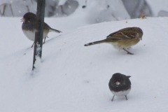 _IMG2504 _IMG2504