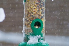 _IMG2508 _IMG2508