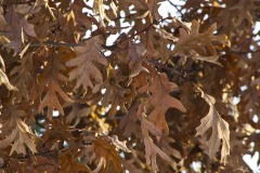 _IMG2528 _IMG2528