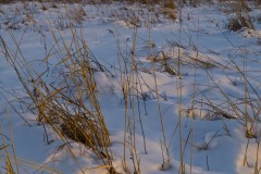 _IMG2564 _IMG2564