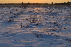 _IMG2565 _IMG2565
