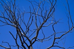 _IMG8235 _IMG8235