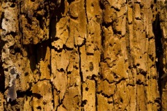 _IMG8237 _IMG8237
