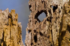 _IMG8239 _IMG8239