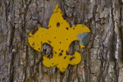 _IMG8245 _IMG8245