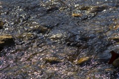 _IMG8248 _IMG8248