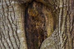 _IMG8258 _IMG8258