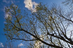 _IMG3751 _IMG3751