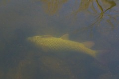 _IMG3799 _IMG3799
