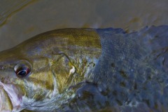 _IMG3803 _IMG3803