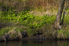 _IMG3804 _IMG3804