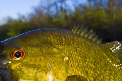 _IMG3816 _IMG3816