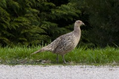 _IMG8398 _IMG8398