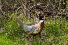 _IMG8402 _IMG8402