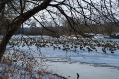 IMG_1172 IMG_1172