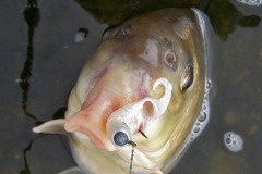 IMG_1219 IMG_1219