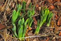 IMG_1221 IMG_1221