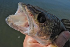 IMG_1325 IMG_1325