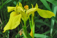 IMG_1509 IMG_1509