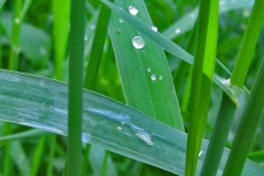 IMG_1525 IMG_1525