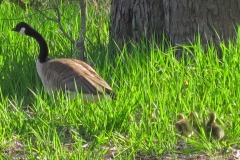 IMG_1350 IMG_1350