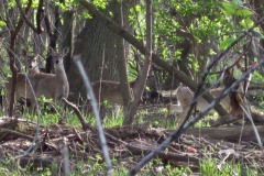 IMG_1357 IMG_1357