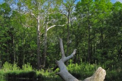 IMG_1440 IMG_1440