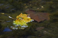 _IMG1210 _IMG1210