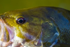 _IMG1236 _IMG1236