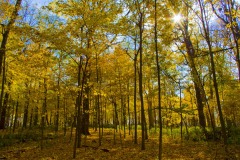 _IMG1587 _IMG1587