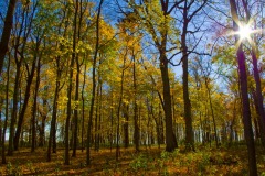 _IMG1697 _IMG1697
