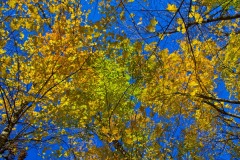 _IMG1698 _IMG1698