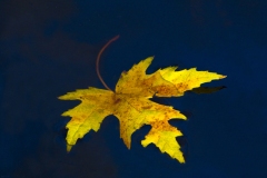 _IMG1754 _IMG1754