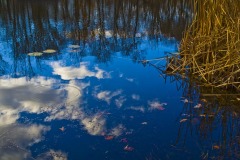 _IMG1816 _IMG1816