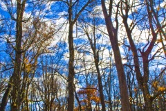 _IMG1823 _IMG1823